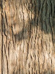 Obraz premium Old tree bark texture willow wood