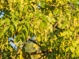 Close up of seeds of the ash, or European ash or common ash, Fraxinus excelsior.