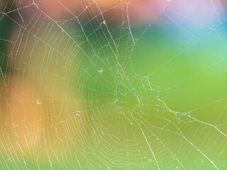 The spider web (cobweb) closeup background.