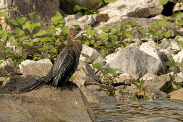 Pygmy Cormorant sitting on stone