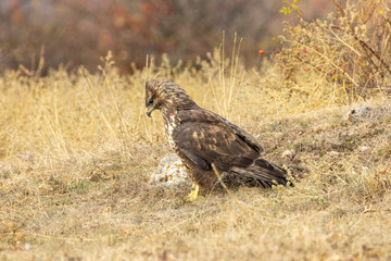Common Buzzard in autumn mountain