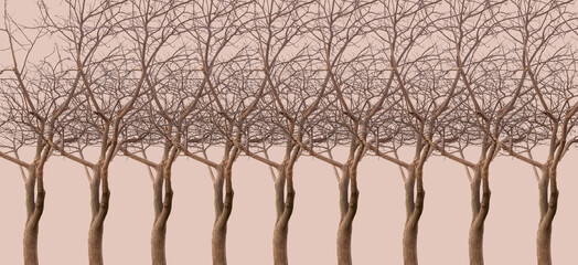 Alignement d’arbres 