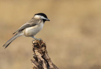 Sombre Tit on feeding station