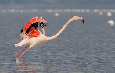 Greater flamingo`s flock in national park in Greece - obrazy, fototapety, plakaty
