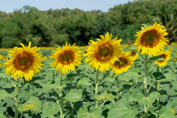 Sunflower, Summer, August, Photography, Japan