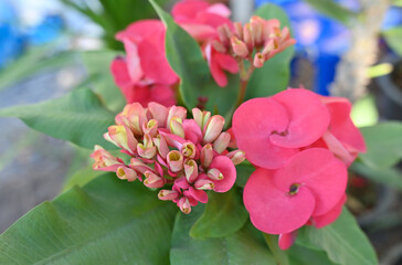Closeup of pink euphorbia milii , crown of Thorns