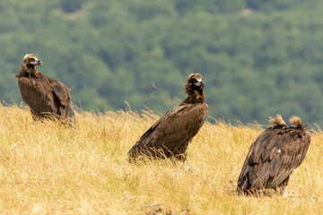 Cinereous vulture sitting on feeding station
