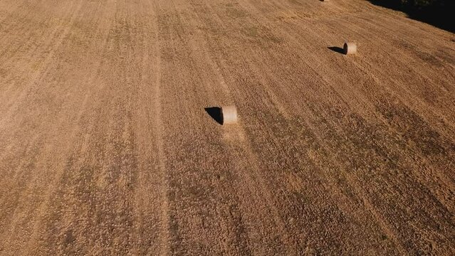 Rollos De Fardo Pasto, in a sunny sunset with an air of tranquility and clear sky over a sown field in the plain.