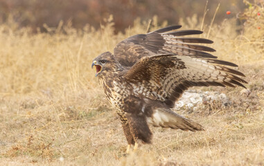 Common Buzzard in autumn mountain