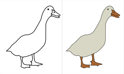 Large white heavy duck also known as America Pekin, Long Island Duck, Pekin Duck, Aylesbury Duck, Anas