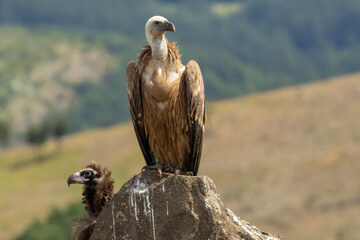 Griffon Vulture (Gyps fulvus) on feeding station