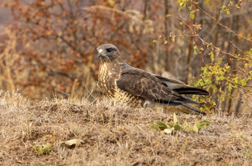 Common Buzzard in autumn mountain