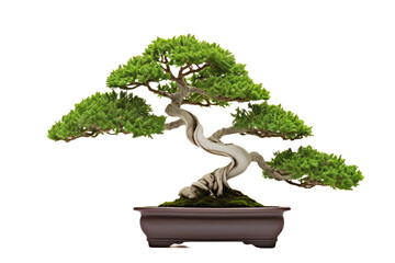 A bonsai tree is a miniature, carefully cultivated tree that is grown in a container, emphasizing the art of dwarfing and shaping living trees. The word "bonsai" is of Japanese origin 
