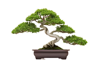 Tafelkleed A bonsai tree is a miniature, carefully cultivated tree that is grown in a container, emphasizing the art of dwarfing and shaping living trees. The word "bonsai" is of Japanese origin  © Tor Gilje