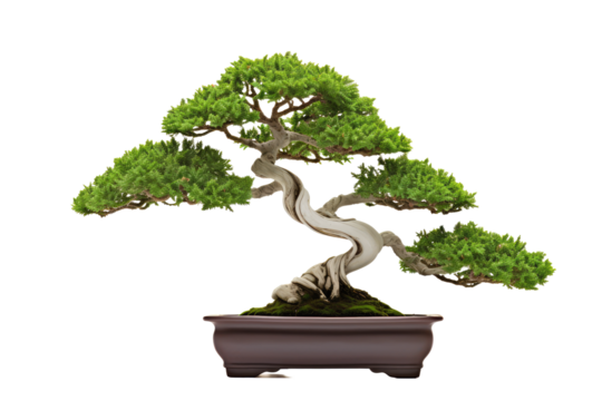 A bonsai tree is a miniature, carefully cultivated tree that is grown in a container, emphasizing the art of dwarfing and shaping living trees. The word "bonsai" is of Japanese origin 