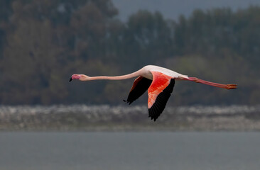 Greater flamingo`s flock in national park in Greece