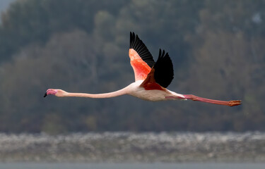 Greater flamingo`s flock in national park in Greece