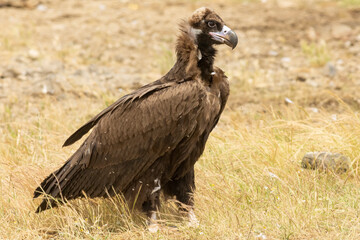 Cinereous vulture sitting on feeding station