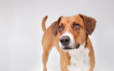 Cute dog with waiting or focused expression looking at camera. Cute brown or orange puppy dog looking for something. Gray background. Female, Harrier mix, 2 years old. Selective focus on nose. - obrazy, fototapety, plakaty