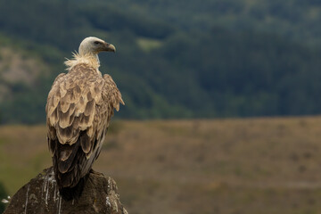 Griffon Vulture (Gyps fulvus) on feeding station