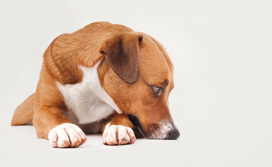 Sad dog lying with head on ground in front of gray background. Cute puppy dog with depressed, withdrawn and shutting down body language. 2 years old female Harrier mix dog, brown. Selective focus. - obrazy, fototapety, plakaty