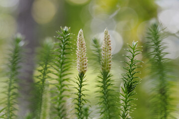 Tales from the meadow, artistic photography, Poland, Close-up photography