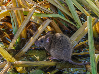Sea rat - Rattus norvegicus - a species of rodent from the Muridae family. Northern Poland