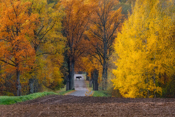 Wild Bull Moose in autumn, near the town of Pasłek, Warmian-Masurian Voivodeship, Poland