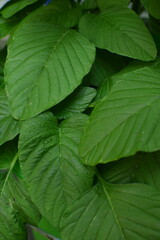 close up of spinach leaves texture 