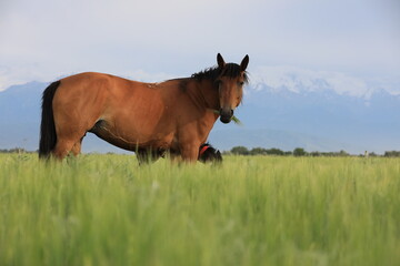 Horses graze in the steppe in the Almtain region in Kazakhstan.
