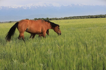 Horses graze in the steppe in the Almtain region in Kazakhstan.