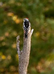 Middle Spotted Woodpecker sitting on dead tree