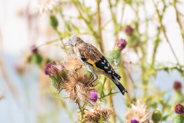 European goldfinch with juvenile plumage, feeding on the seeds of thistles. Carduelis carduelis.