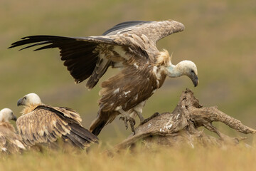 Griffon Vulture (Gyps fulvus) on feeding station