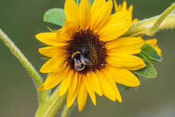 Close-up image of a bumblebee on a sunflower, flower pollen on a bee, no people, macro photography