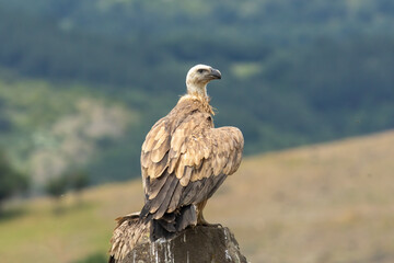 Griffon Vulture (Gyps fulvus) on feeding station