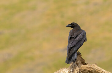 Common Raven sitting on stick