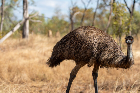 An emu (Dromaius novaehollandiae) in the outback landscape of far North Queensland, Australia.