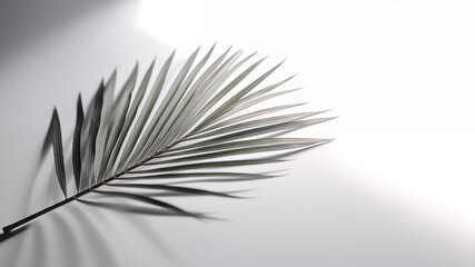 Palm leaf on a white background with beautiful shadows, top view.