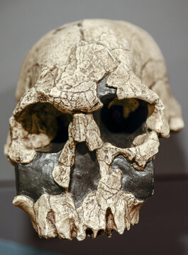 Homorudolfensis is an extinct species of archaic human from the Early Pleistocene of East Africa