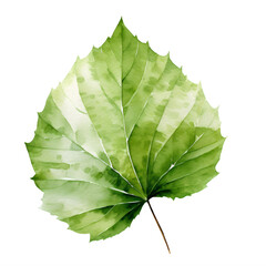 paper birch leaf, watercolor clipart