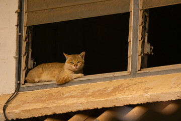 Cat domesticated for pet but still environmentally disastrous to native animals and habitat