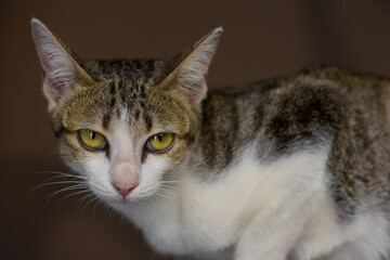 Cat domesticated for pet but still environmentally disastrous to native animals and habitat
