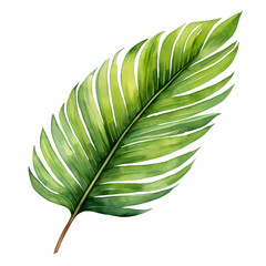 palm tree leaf, watercolor clipart