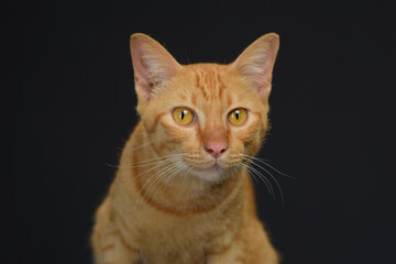 Cat domesticated for pet but still environmentally disastrous to native animals and habitat