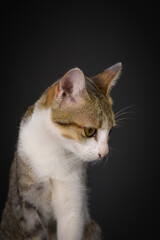Cat domesticated for pet but still environmentally disastrous to native animals and habitat