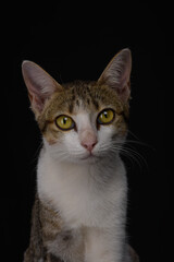 Cat domesticated for pet but still environmentally disastrous to native animals and habitat