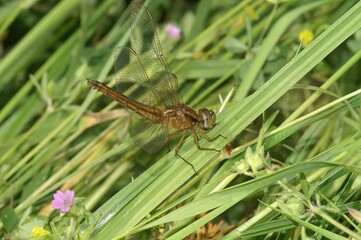 Closeup on a Scarlet-darter dragonfly, Crocothemis erythraea, sitting in the grass