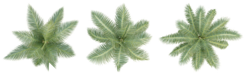 Top view of cocos nucifera palm trees isolated on transparent background, 3d render illustration.