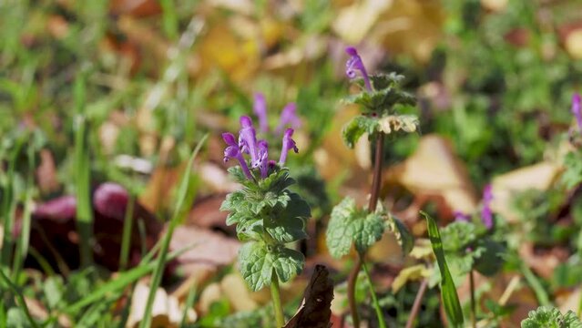 野原に咲くホトケノザの花
